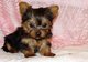 Gratis Pedigrí de Yorkshire Terrier cachorros - Foto 1