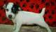 Gratis pedigrí jack russell terrier cachorros