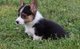 Gratis pembroke welsh corgi perritos para la venta