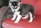 Gratis Perrito del Malamute de Alaska en Venta - Foto 1