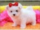 Gratis Perritos malteses adorables - Foto 1