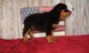 Gratis preciosa hembra de rottweiler perritos