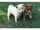 Gratis preciosos cachorros San valentín Shiba Inu listo - Foto 1