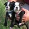 Gratis pura raza boston terrier cachorros listos para un nuevo