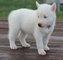 Gratis puros cachorros husky siberiano blanco en adopción