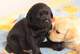 Gratis regalo labrador cachorros