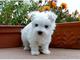 Gratis registrados bichon maltes cachorros disponibles