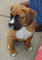 Gratis Registrados Boxer cachorros - Foto 1