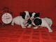 Gratis registrados bulldog frances hembras cachrros