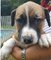 Gratis Registrados Cachorro mestizo de Boxer en adopción - Foto 1
