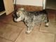 Gratis registrados hermosos schnauzer cachorros