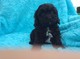 Gratis registrados negro cavapoo cachorros listo