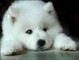 Gratis registrados puros cachorros samoyedo blanco