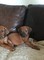 Gratis rhodesian ridgeback cachorros listo