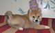 Gratis shiba inu cachorros listos para la venta ahora