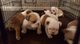 Gratis súper adorables de bulldog inglés cachorros