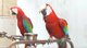 Gratis todas las especies de aves / loros para la venta
