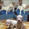 Hermosos dogo argentino hembra y macho