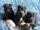 Kc registrados .. Los cachorros de calidad superior azul de Shar - Foto 1