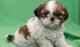 Perfecto cachorro shih tzu