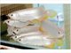 Primas de asia arowana peces y peces tanques disponibles