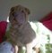 Regalo agradables cachorros shar-pei chino