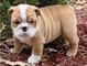 Regalo AKC Bulldog Inglés Hombre cachorros - Foto 1