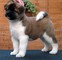 Regalo akita cachorros listos