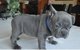 Regalo Azul, y AKC registrados Bulldog Francés - Foto 1