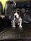 Regalo beagle cachorros gratis..