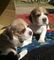 Regalo beagle tricolor cachorros