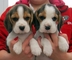 Regalo beagles cachorros garantia por escrito