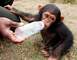 Regalo bebés de mono y los bebés de chimpancé