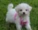 Regalo bichon frise cachorros