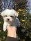 Regalo cachorros bichon maltes toy macho y hembra