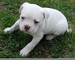 Regalo cachorros bulldog americano listo