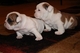 Regalo cachorros bulldog inglés