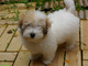 Regalo cachorros coton de tulear listo