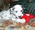 Regalo Cachorros Dalmata - Foto 1