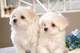 Regalo cachorros de pura raza maltés