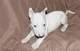 Regalo cachorros miniatura de bull terrier adopción pará