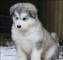 Regalo Camada de alaskan malamute disponibles - Foto 1