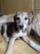 Regalo Deerhound cachorros disponibles - Foto 1