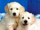 Regalo Golden Retriever Variedad de Cachorros Preciosos - Foto 1