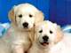 Regalo golden retriever variedad de cachorros preciosos