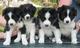 Regalo gratis border collie cachorros disponibles