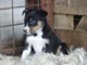 Regalo gratis border collie cachorros listoya