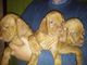 Regalo gratis Hermosos Cachorros Vizsla listo - Foto 1