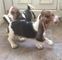 Regalo gratis pedigrí Basset cachorros listo - Foto 1