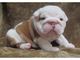 Regalo gruesas bulldog inglés cachorros disponibles